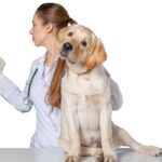 Understanding Canine Hip Dysplasia of Dog: Anatomy, Diagnosis, and Control Measures
