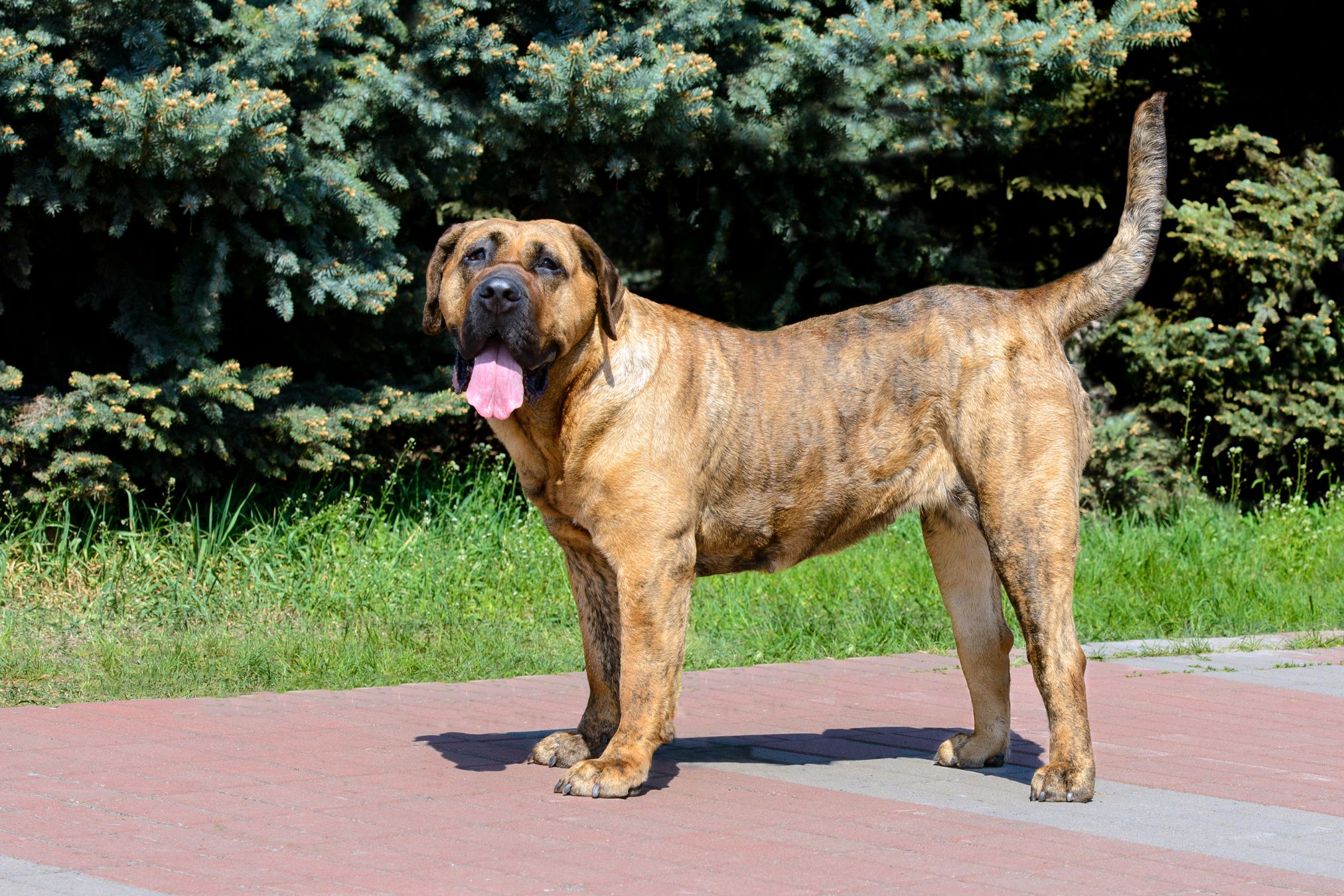 Unveiling Genetic Challenges: A Closer Look at Common Disorders in Presa Canarios Dog