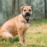 Some facts and history of Presa Canario