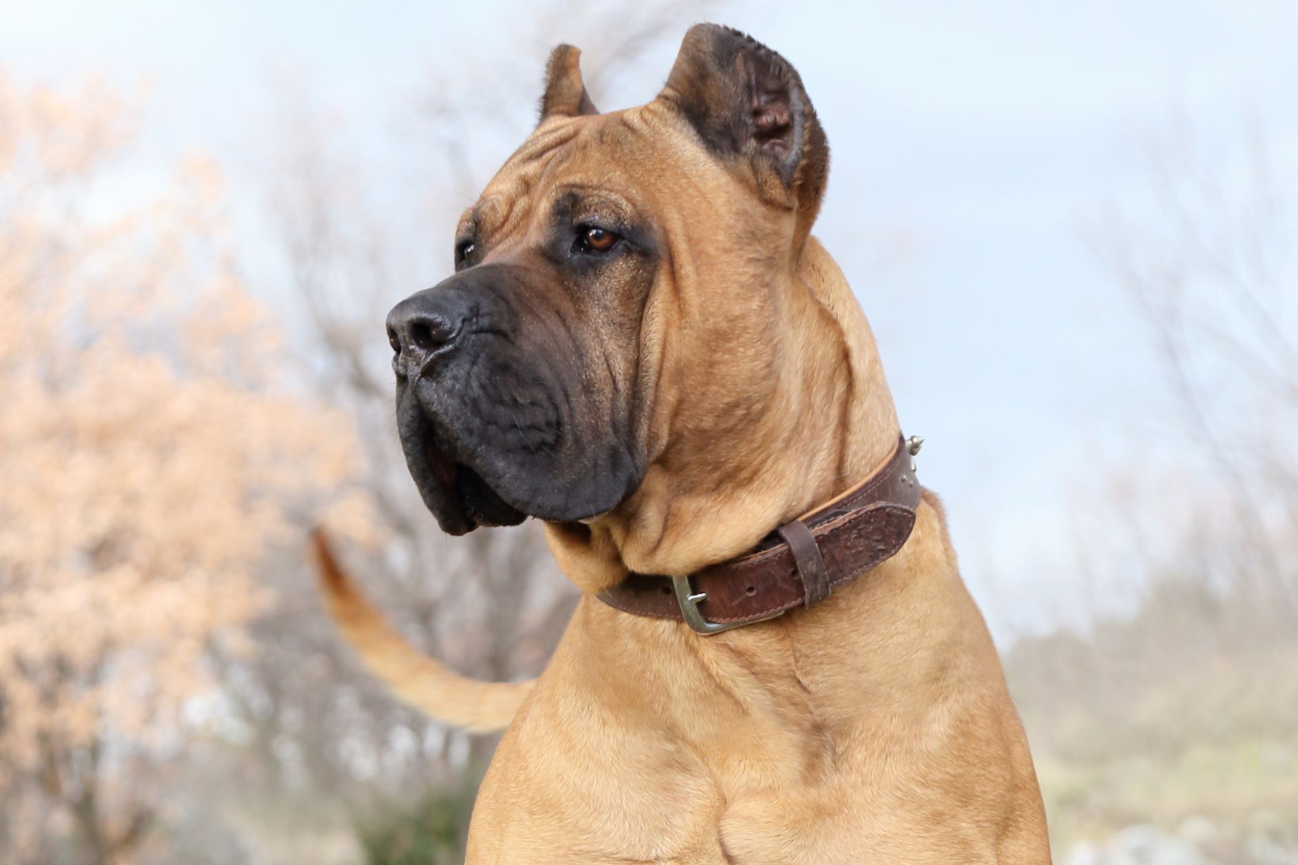 To 5 Questions you ask for Presa Canario dog